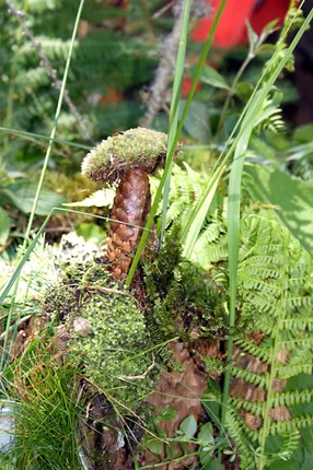 'Begleitung in die Natur' | Stefan Lirsch – Foto 5
