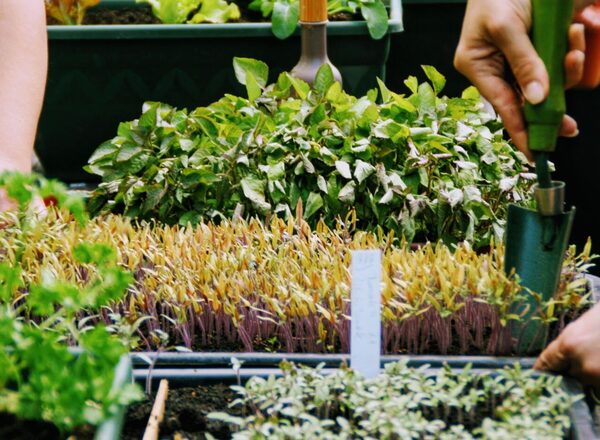 SAISONSTART (Gartenworkshop für Erwachsene)