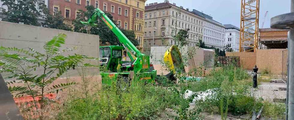 Pflanzenbegegnung Überlebenskünstler oder Monsterpflanze