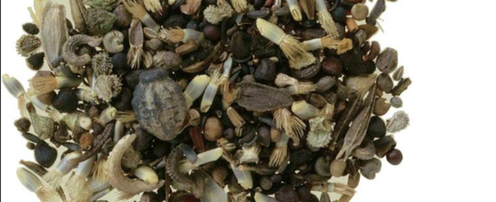 Die Gartensaison rückt näher - Pflanzensamentauschböse