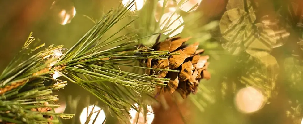 Friedas Krippenspiel & Kinder-Weihnachtsfeier