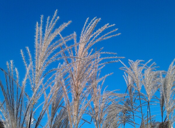 Qigong zwischen Himmel und Erde