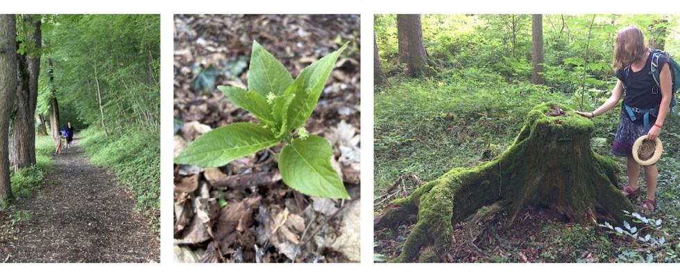 'Natur.bewusst.sein' – Die heilsamen Wirkungen des Waldes nutzen lernen