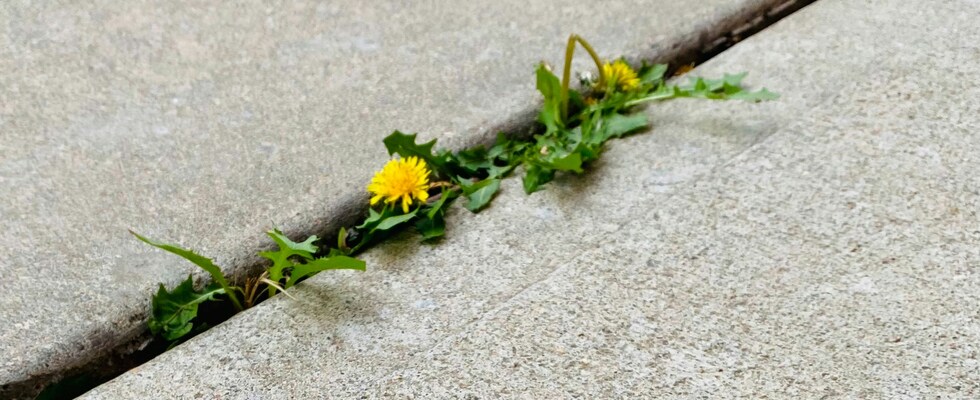 alsergrund. ein stadtspaziergang durch den 9. wiener gemeindebezirk