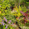 The Tiny Wild Green Room - ein Projekt für mehr Biodiversität in der Stadt - im wachsen 🌱 