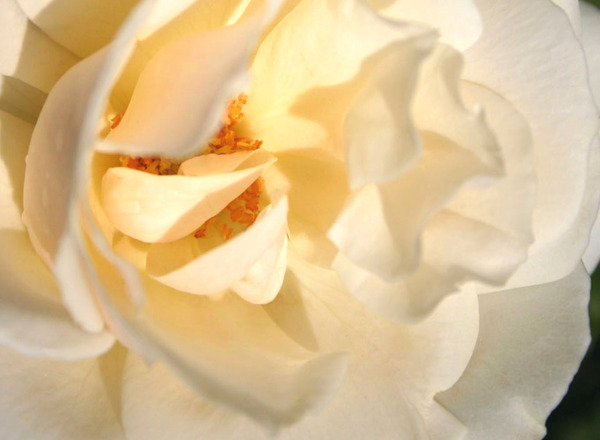 Lieder für die Erde & Frieden