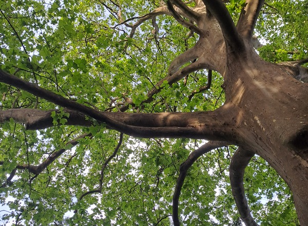 Yoga im Botanischen Garten