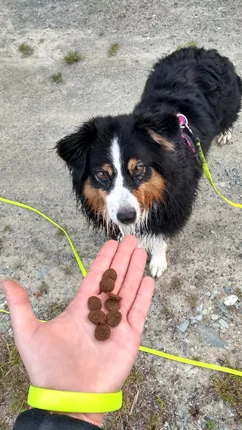 Hundeschule: Herz & G'spia – Foto 3