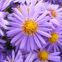 Gallery Foto