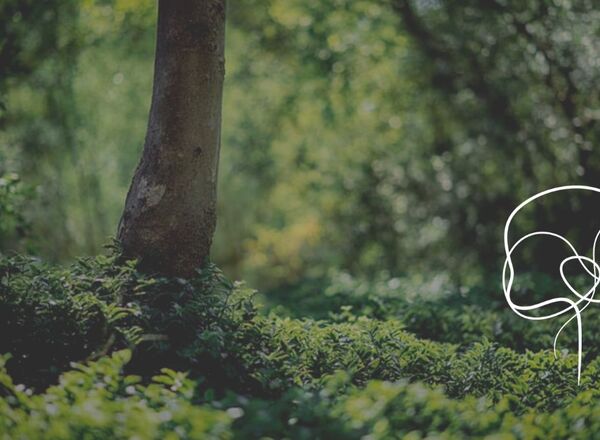 waldzeit Coaching bei Graz
