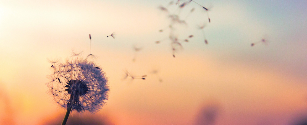 Soulbloom – Human Design, Yoga & Mental Health