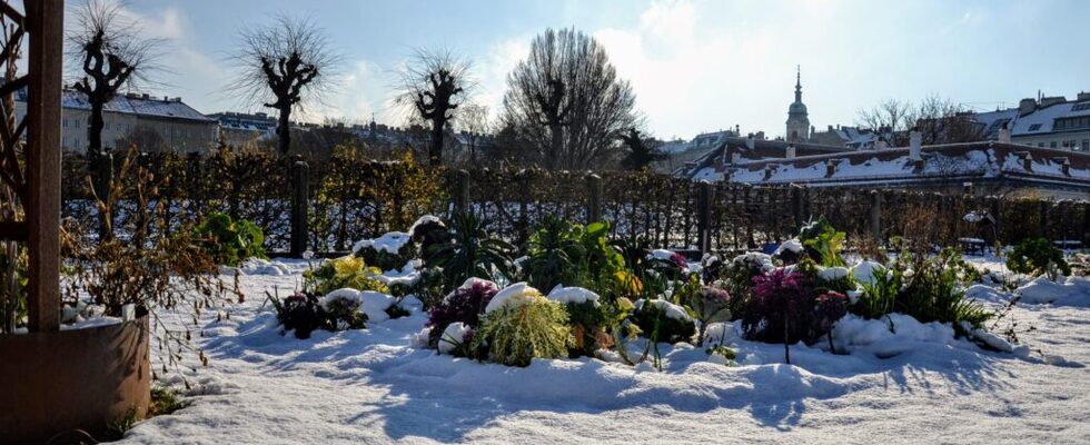 BIO – WINTERFRISCHGEMÜSE – JUNGPFLANZENMARKT