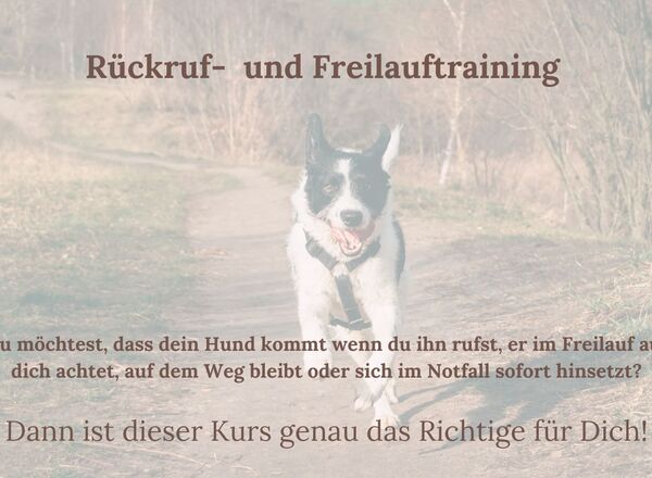 🐕 Rückruf - und Freilauftraining