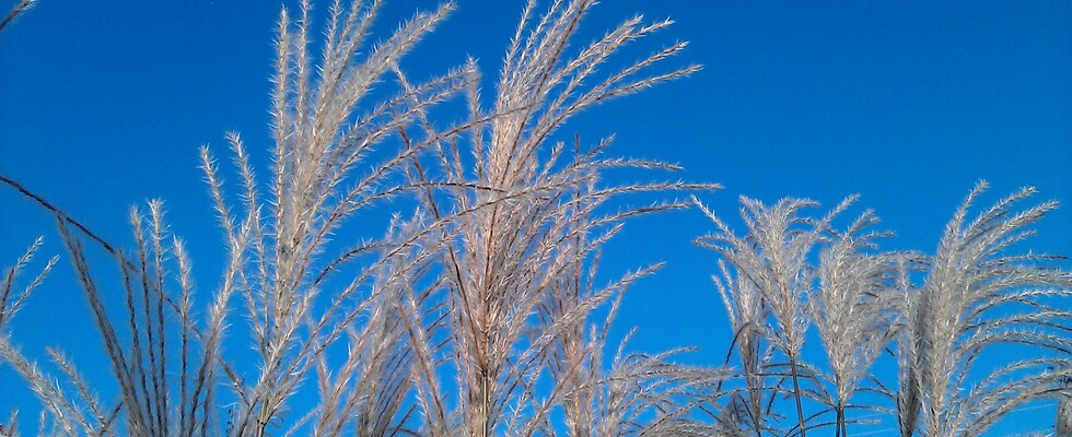 Qigong zwischen Himmel und Erde