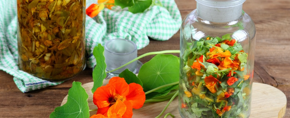 Wildkräuter - und altes Heilpflanzenwissen Workshop in 1110 Wien