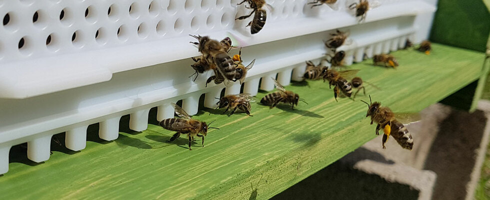Offener Bienenstock bei Prater-Honig