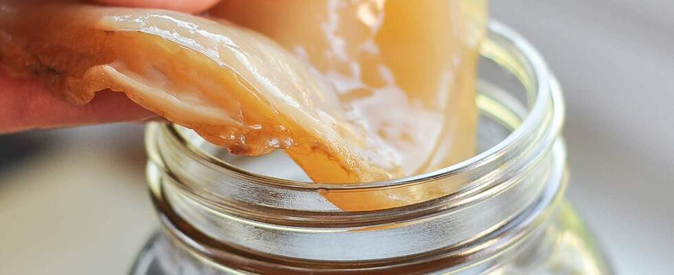 Kombucha & Wasserkefir - Workshop
