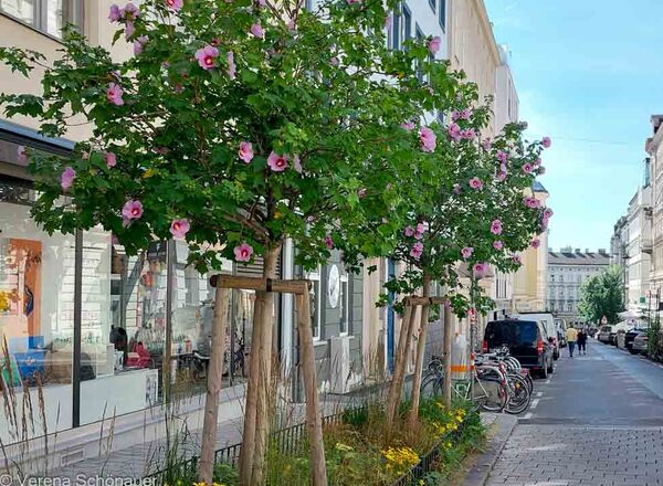 Pflanzenbegegnung Artenvielfalt im Beserlpark - Ein Pflanzenspaziergang mitten in der Stadt