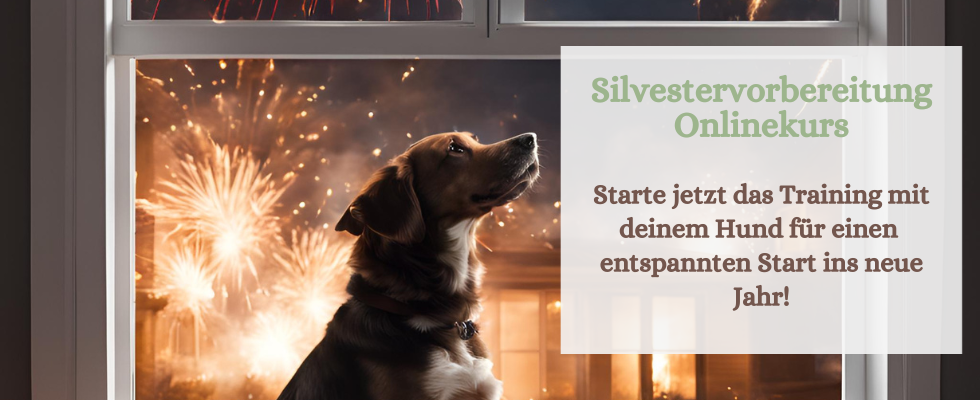đź’Ą Hunde - Silvestervorbereitungskurs