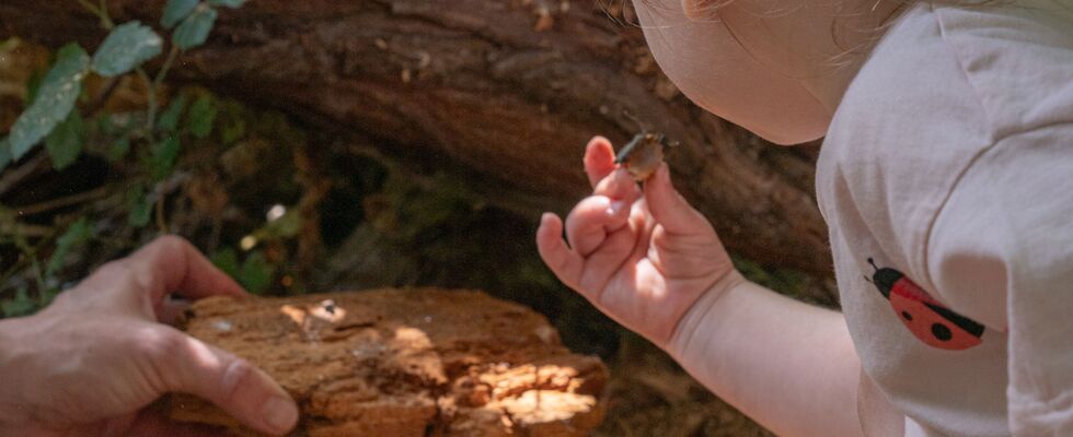 Spielen im Wald