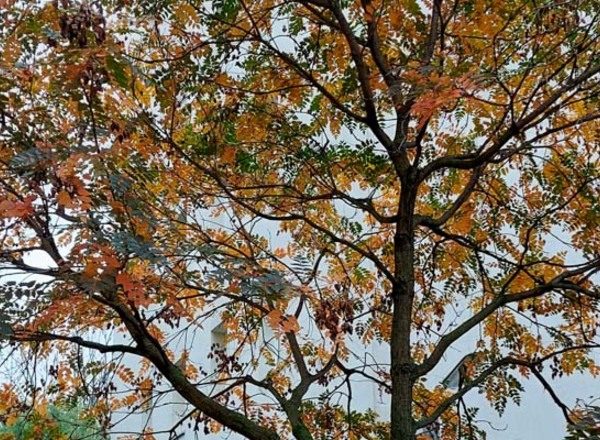 Klimabäume in Ottakring - Pflanzenspaziergang SPEZIAL