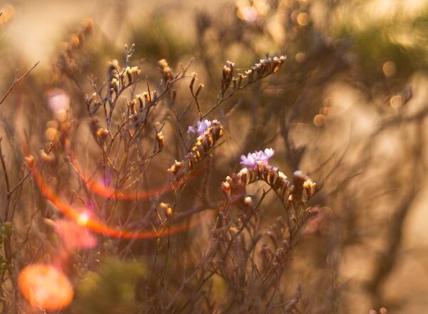 ⌽ Yoga & Polarity 🜲 Photography ⌇ Writing
