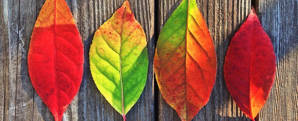 Forrest Yoga Morning Intensive im Rhythmus des Herbstes