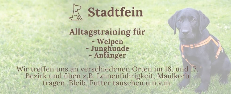 🐾Stadtfein - Alltagstraining für Welpen, Junghunde und Anfänger