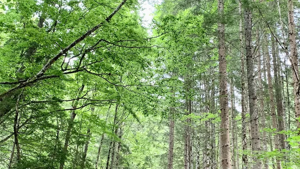 KLAR! Südkärnten – Foto 1