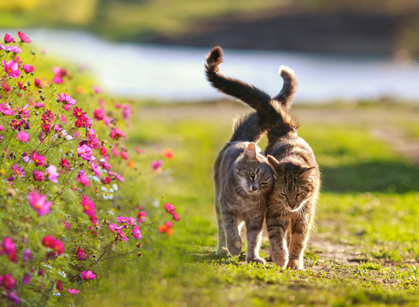 Susanne Richter von diewildweisen