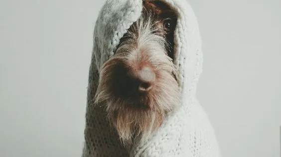 Hundtastisch – Foto 1