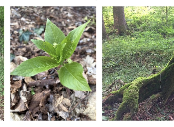 'Natur.bewusst.sein' – Die heilsamen Wirkungen des Waldes nutzen lernen