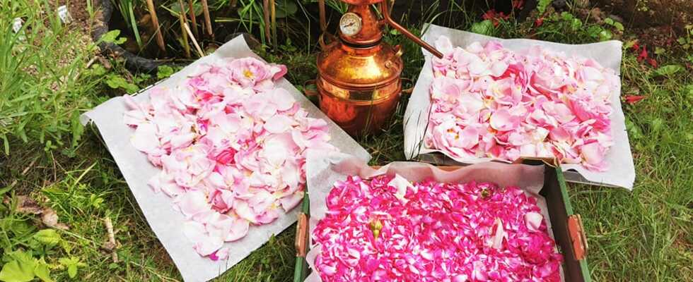 WS3 Workshop Hydrolate selber herstellen, Destillieren von Blüten und Kräutern