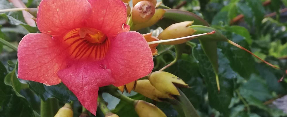 Biodanza, das Leben tanzen 