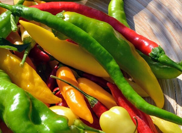 FIRE & ICE – Chili Festival