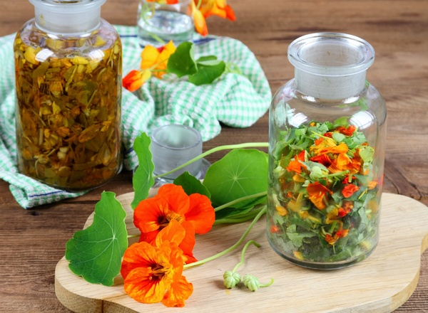 Wildkräuter - und altes Heilpflanzenwissen Workshop in 1110 Wien