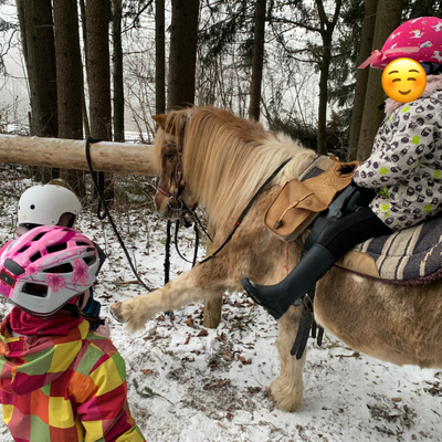 Reitpädagogik, Elternverein Waldkindergruppe, Vorstandsmitglied Reitregion Mühlviertler Kernland