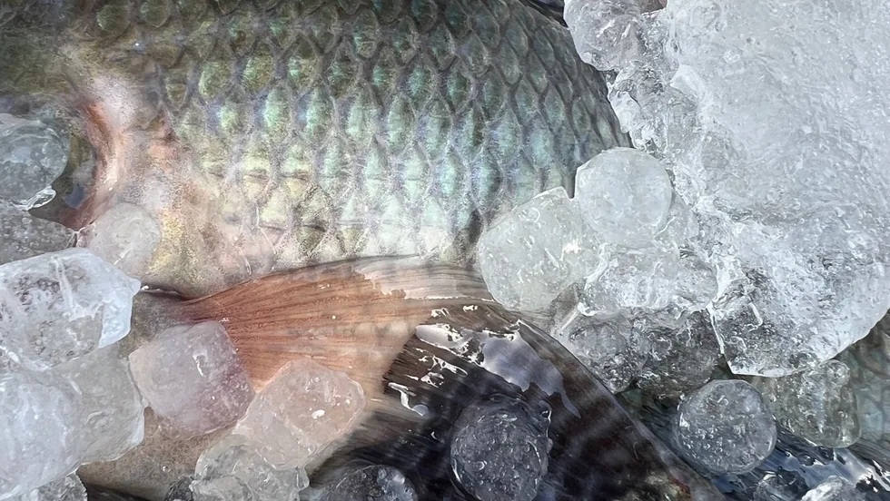Fischfarm Zwischenbrücken – Foto 1