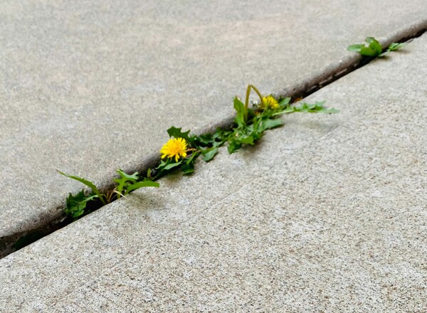 alsergrund. ein stadtspaziergang durch den 9. wiener gemeindebezirk