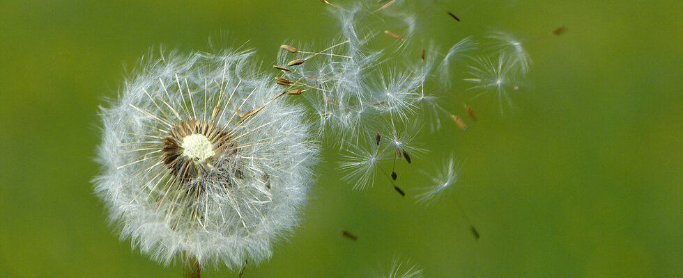 Hypnose - Coaching - Achtsamkeitstraining