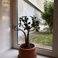 Gallery Foto