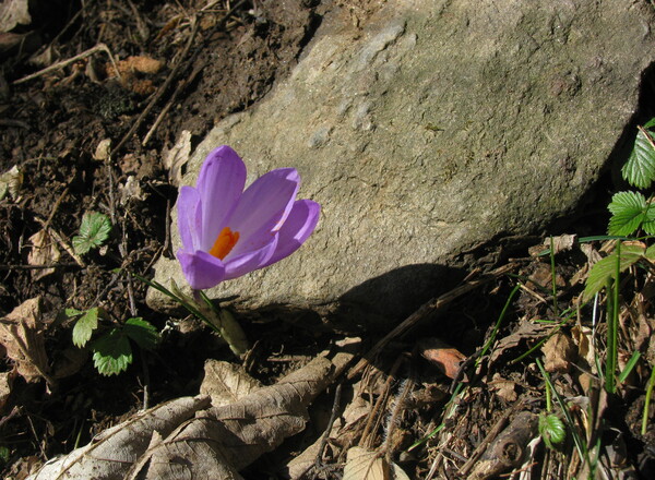 FRÜHLING SeelenGlücksZeit in Kärnten