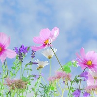 Gallery Foto
