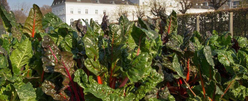 City Farm Augarten