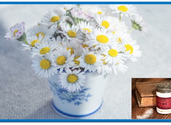 WORKSHOP: Gänseblümchensalbe für Kinder