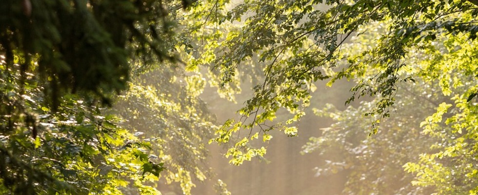Führung durch den Liechtensteinpark