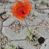 Gallery Foto