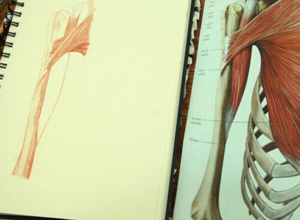 ANATOMIE - Intensivtag 7. 11. 2026