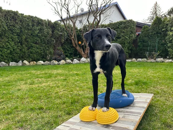 Hundetraining mit Roya – Foto 2