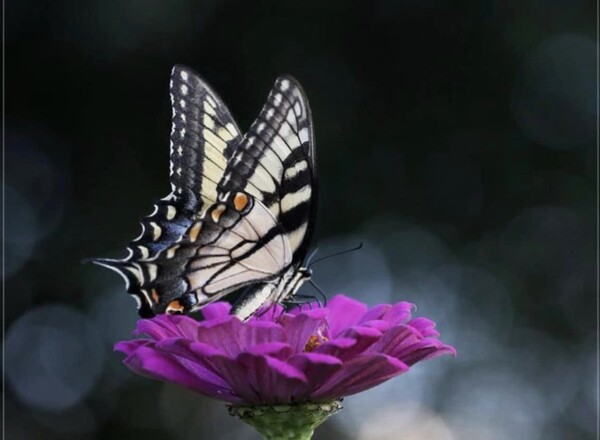 Wunderding Schmetterling